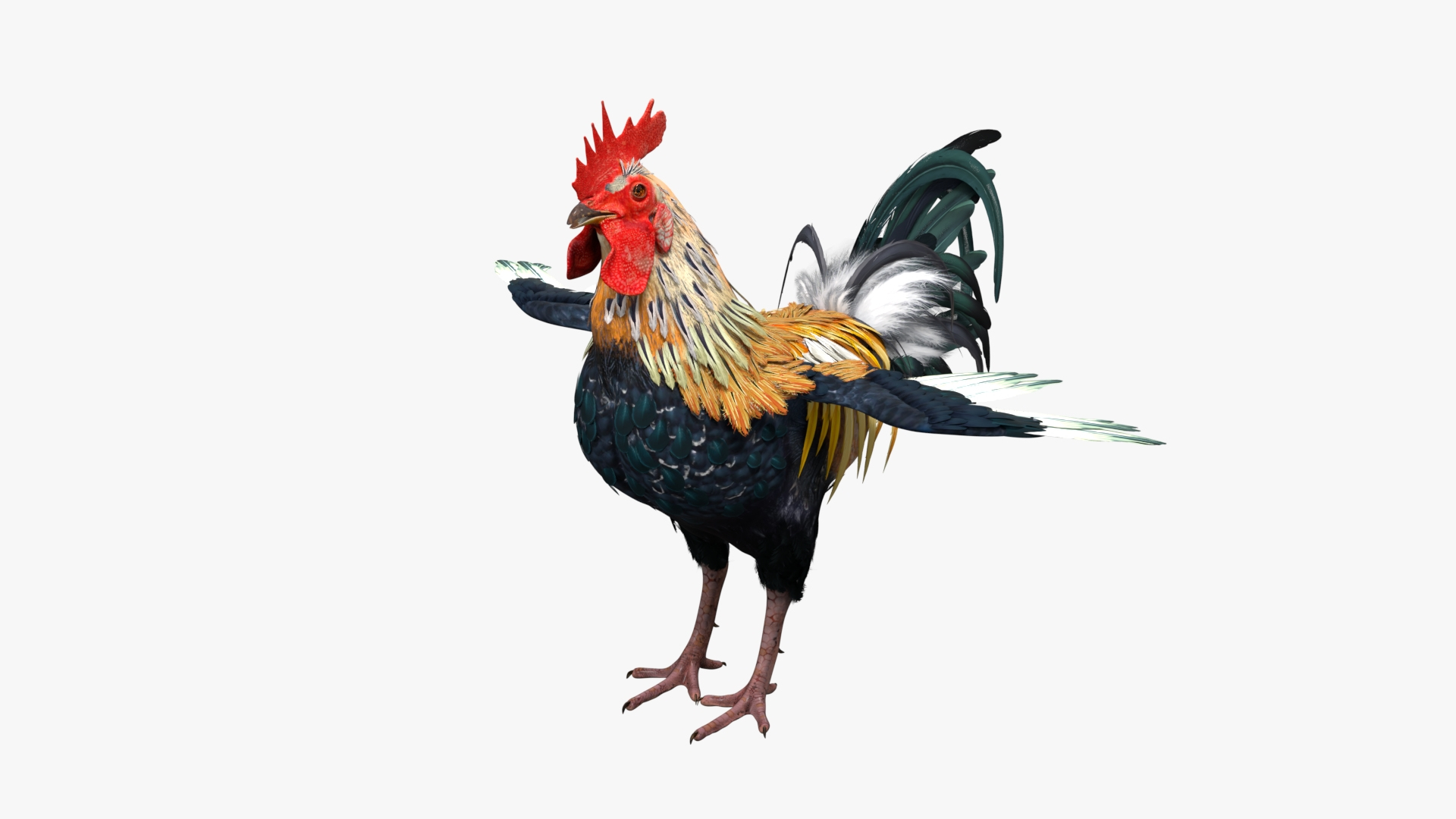3D Model Rainbow Rooster Crowing Animated Rigged For Blender ...
