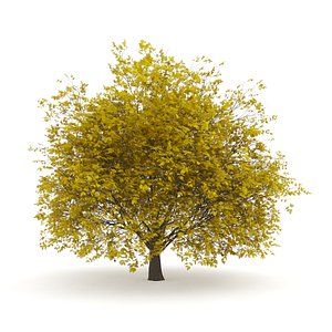 hornbeam autumn