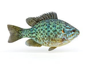 pumkinseed fish 3D model