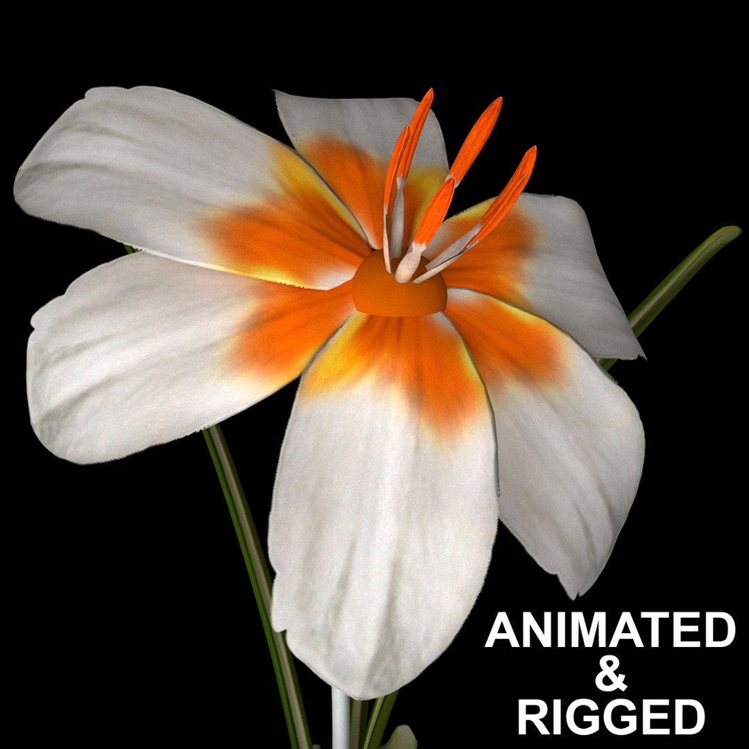 8 flowers animation 3D - TurboSquid 1603296
