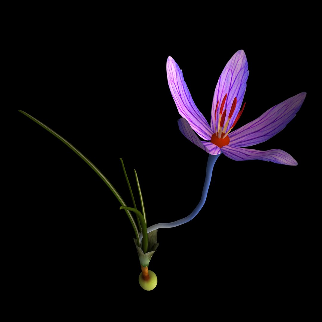 8 Flowers Animation 3D - TurboSquid 1603296