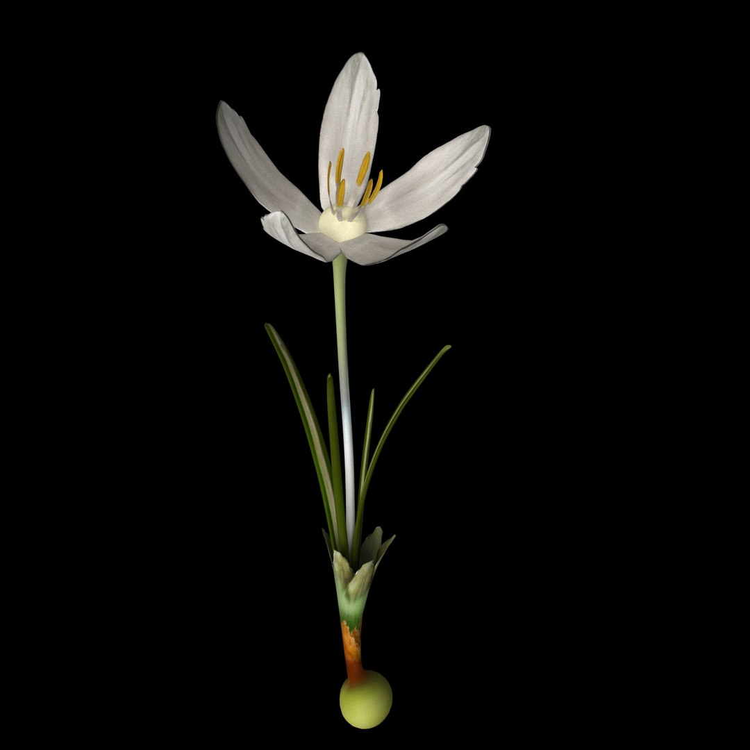 8 flowers animation 3D https://p.turbosquid.com/ts-thumb/pm/SQKh4A/kEjnfTRI/01/jpg/1596968748/1920x1080/fit_q87/d8d12369bbc5d11904cf379326d213f8077f7271/01.jpg