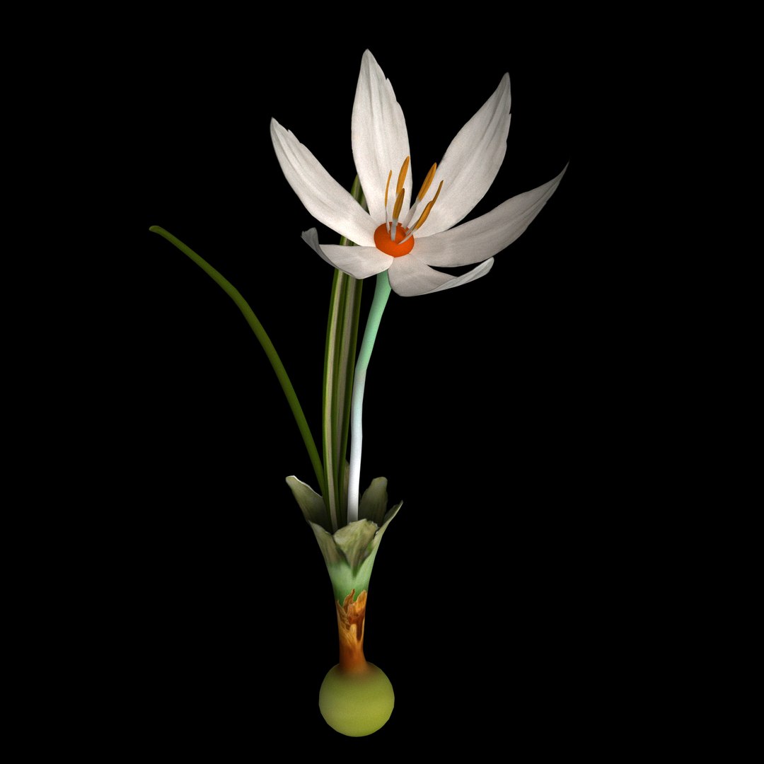 8 Flowers Animation 3D - TurboSquid 1603296