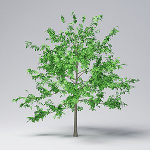 3D mountain maple - 420cm