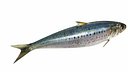 Sardine Fish