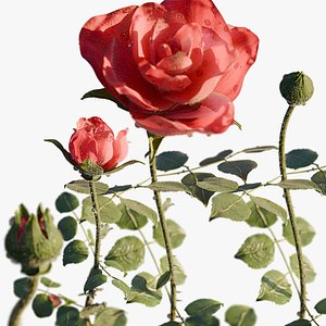 Realistic Rose Animated 3D