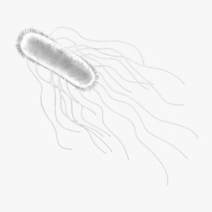 Salmonella Enterica model
