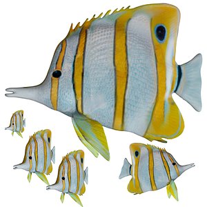3D model Fully rigged low poly butterfly fish
