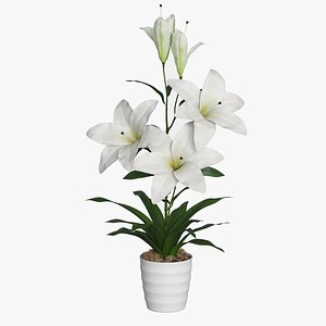 3D Lily plant