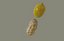 Peanut