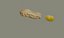 Peanut