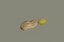Peanut