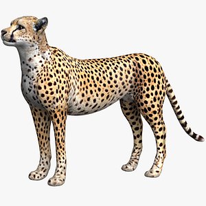 3D model Cheetah