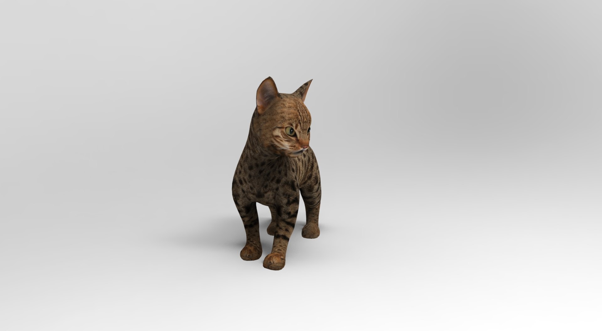 3D Model Cat Rigged Animation - TurboSquid 1204569