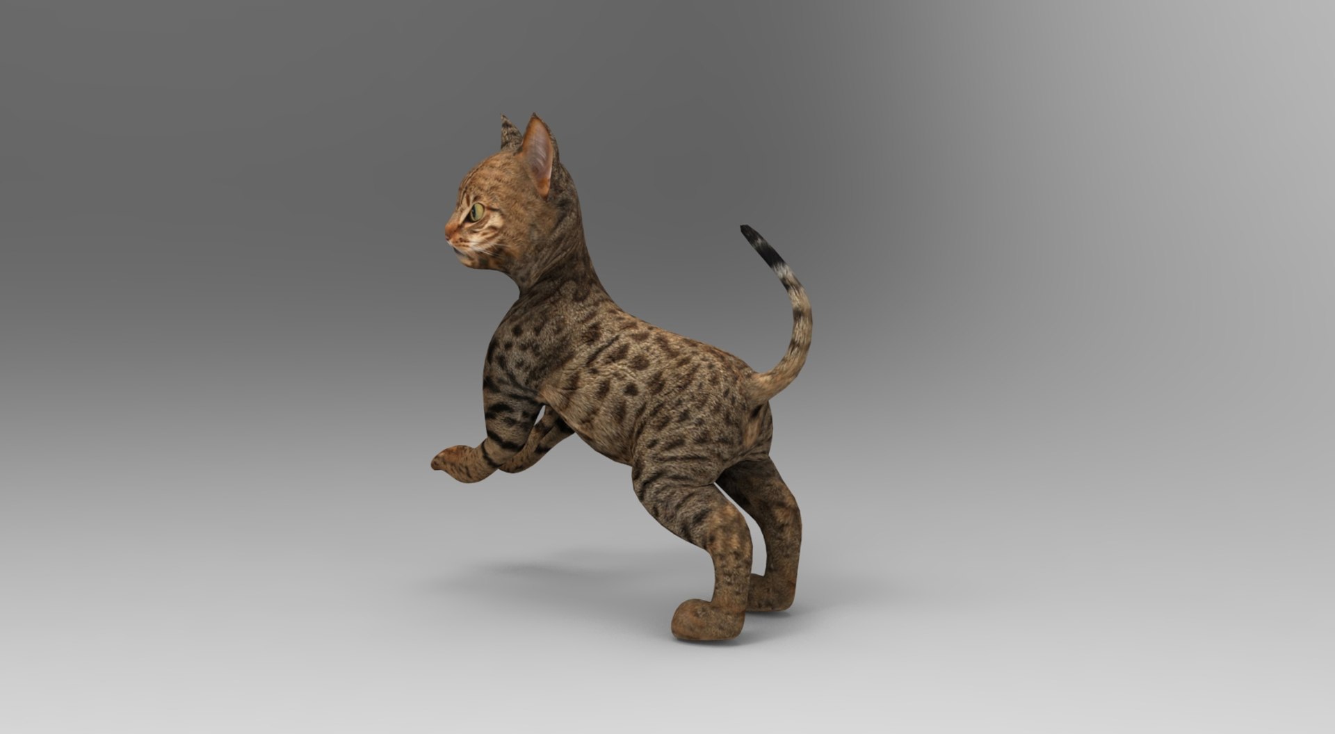 3D Model Cat Rigged Animation - TurboSquid 1204569