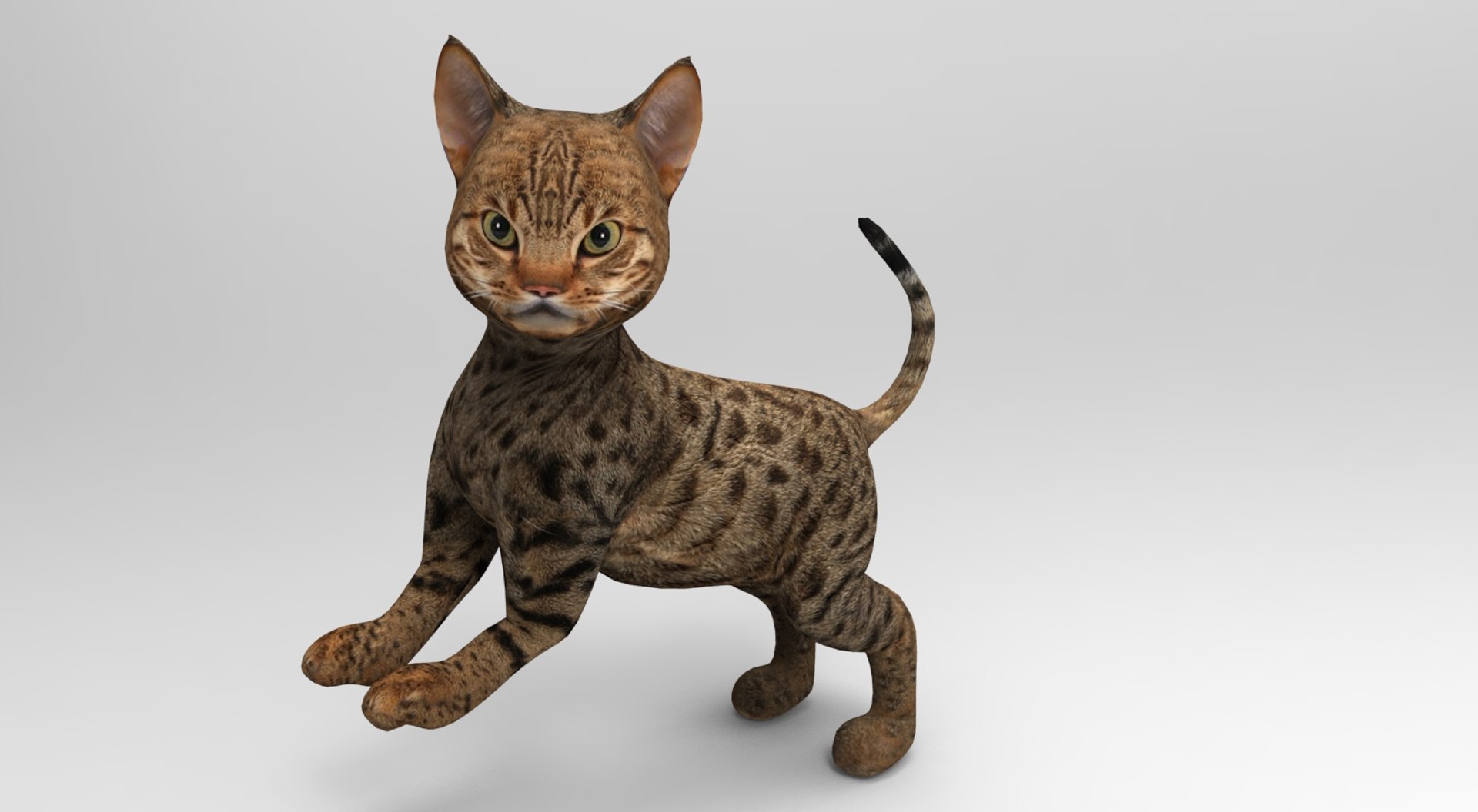 3D Model Cat Rigged Animation - TurboSquid 1204569