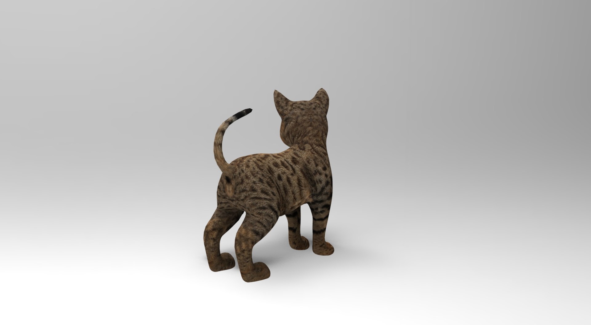 3D Model Cat Rigged Animation - TurboSquid 1204569