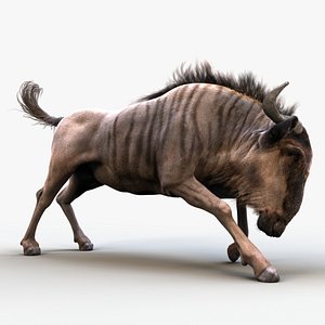 WILDEBEEST XGEN-CORE RIGGED 3D