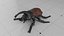 Black Beetle  Insect