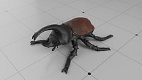 Black Beetle  Insect