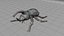 Black Beetle  Insect