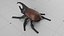 Black Beetle  Insect