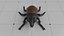 Black Beetle  Insect