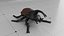 Black Beetle  Insect