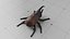 Black Beetle  Insect