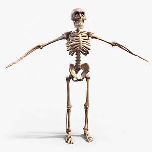 3D model Cartoon Skeleton
