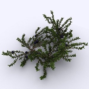 Crowberry