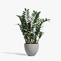 Zamioculcas