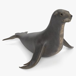Sea Lion