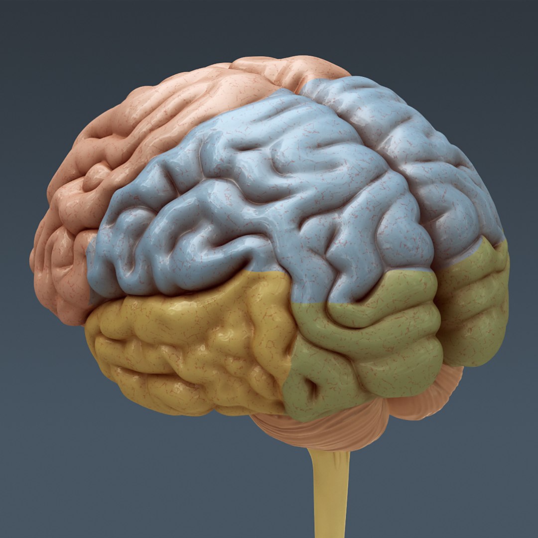 Как выглядит головной мозг человека Human Male Anatomy - 3d Model