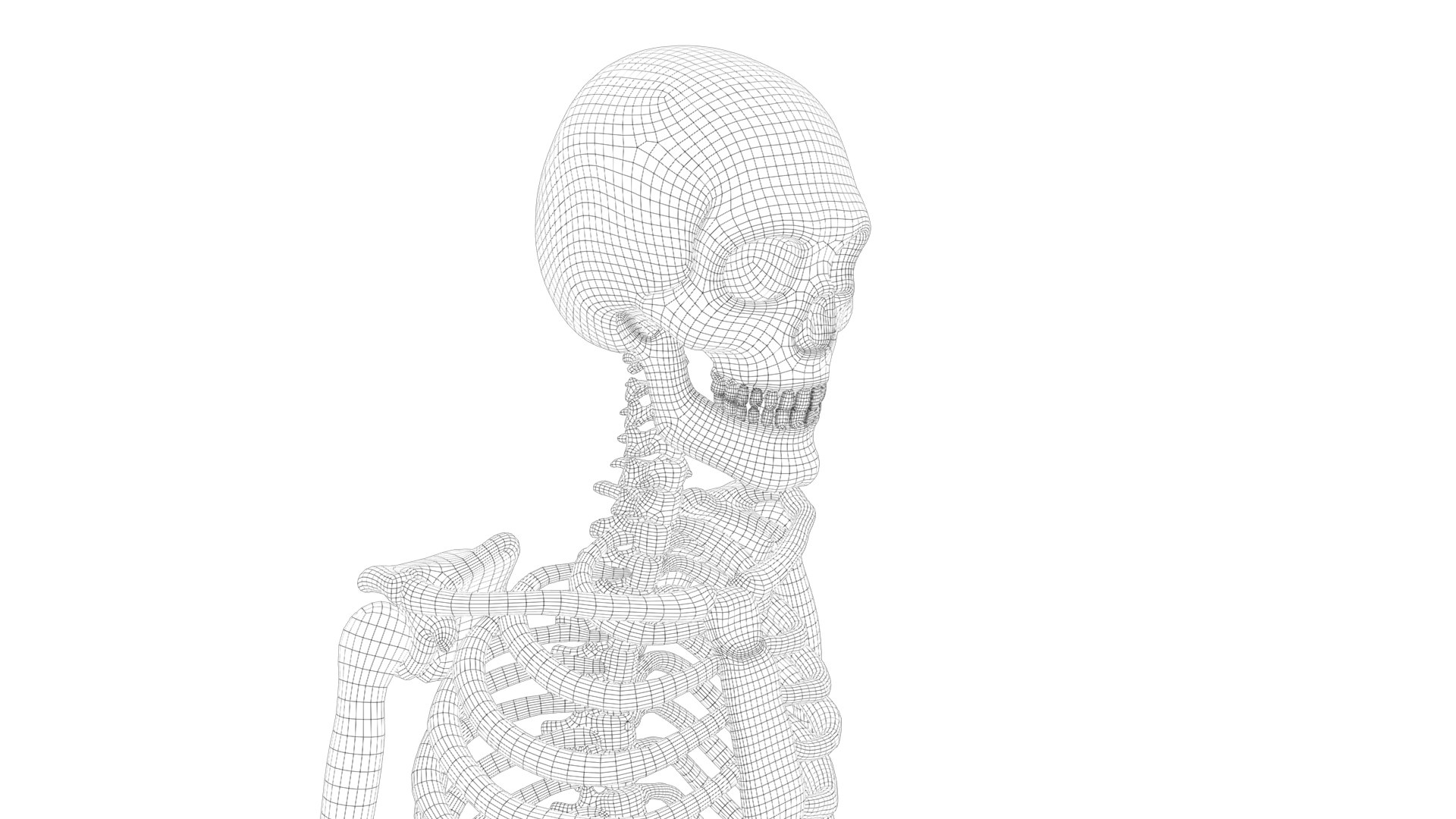 3D Human Skeleton Anatomy Biology Diagrams