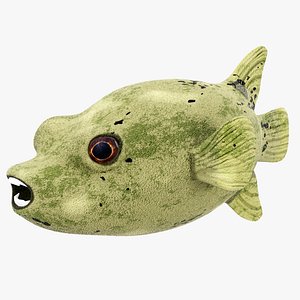 Dog Puffer Fish Arothron Genus 3D model