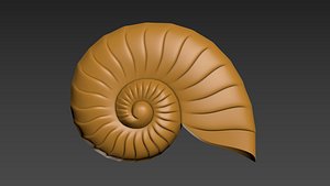 3D Seashell Shell Clam shell model