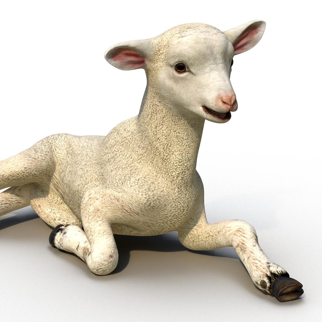 3d lamb pose 4