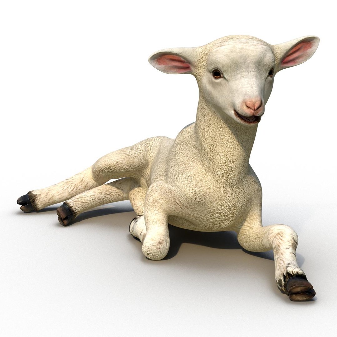 3d lamb pose 4