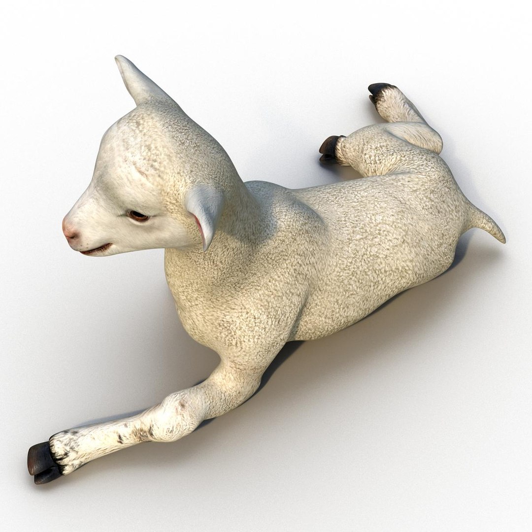 3d lamb pose 4