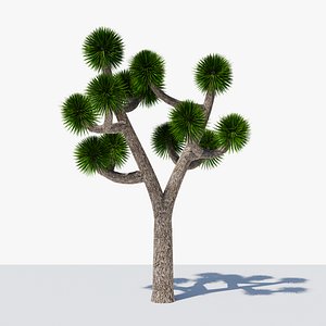 3D Joshua Tree or Yucca Palm v6