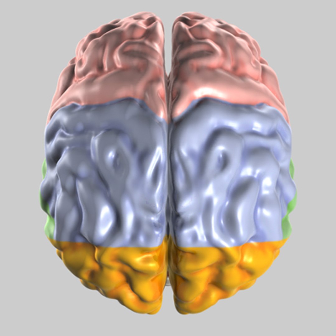 3d Model Human Brain