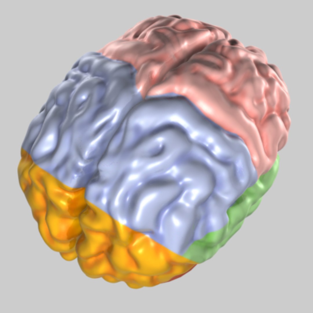 3d Model Human Brain