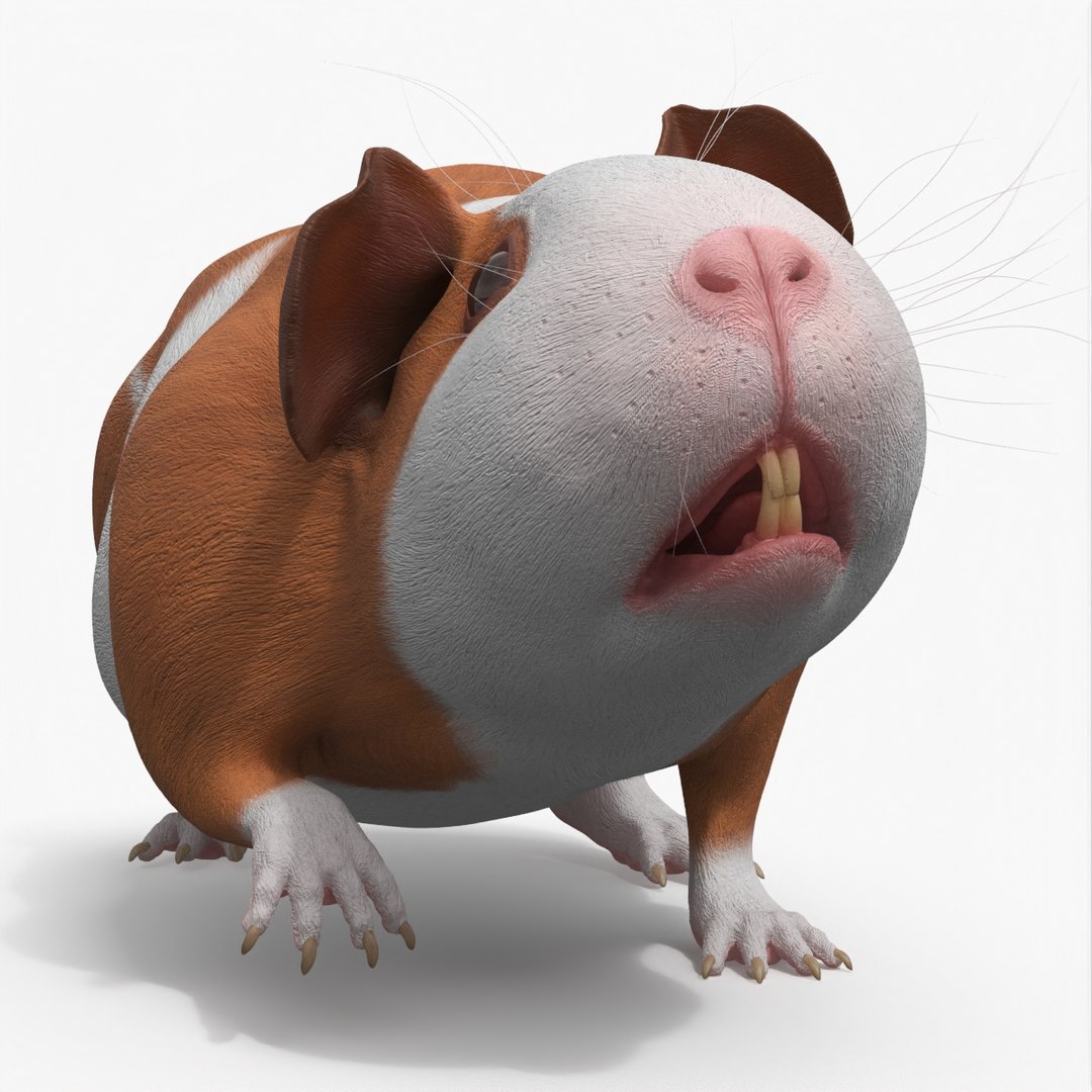 Smooth Coat Guinea Pig Brown White Rigged 3D model preview
