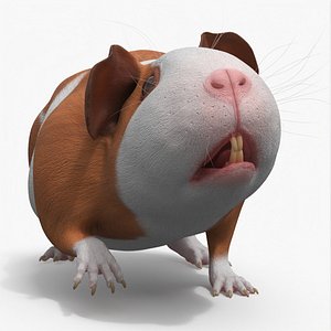 3D Smooth Coat Guinea Pig Brown White Rigged