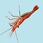 3d red spot prawn
