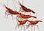 3d red spot prawn