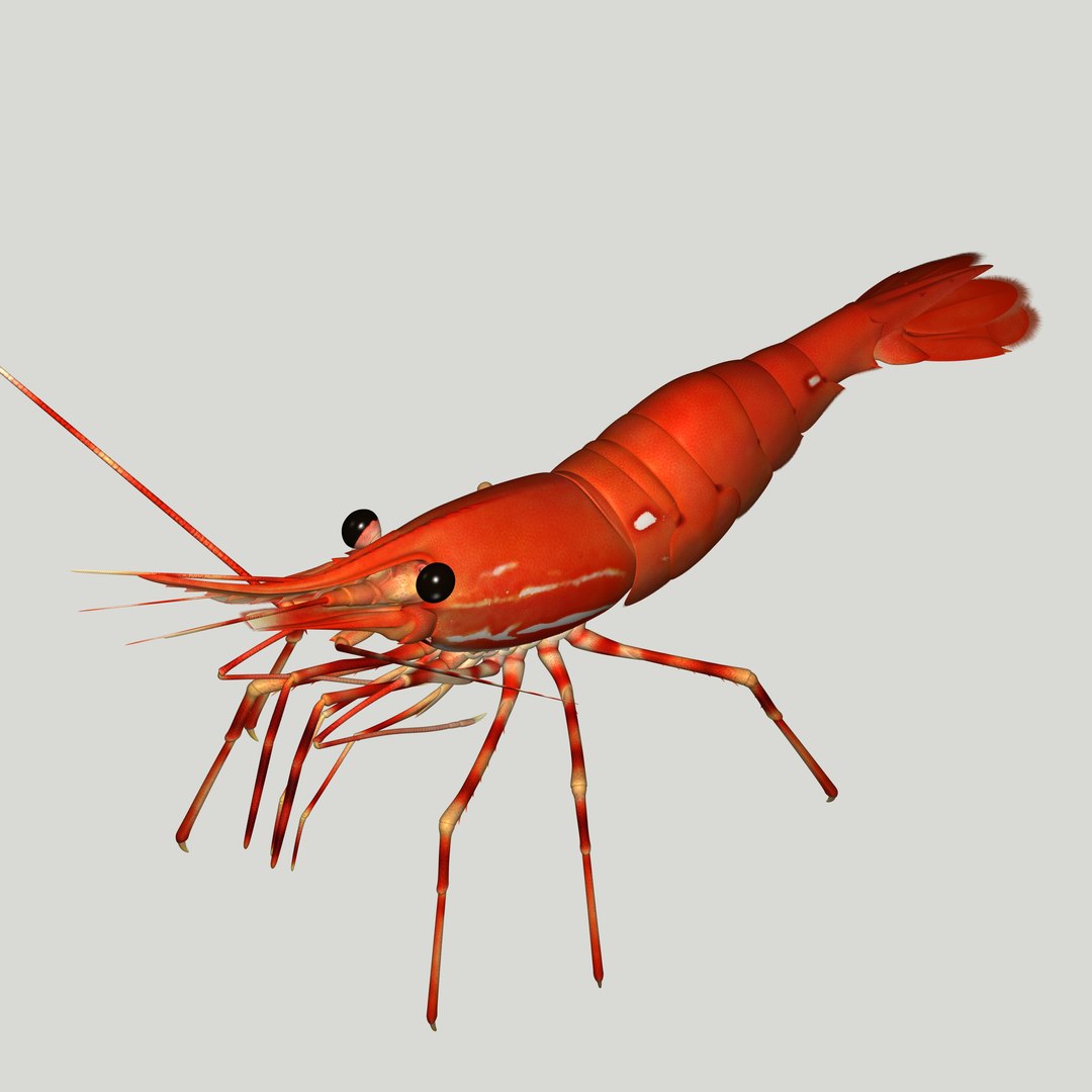 3d red spot prawn https://p.turbosquid.com/ts-thumb/po/wRR7qB/bHBsj0Rb/prawn26/jpg/1406691922/1920x1080/fit_q87/ea8765f835483a077eaeee41c8becbccf4d63a07/prawn26.jpg