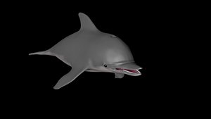 Dolphin