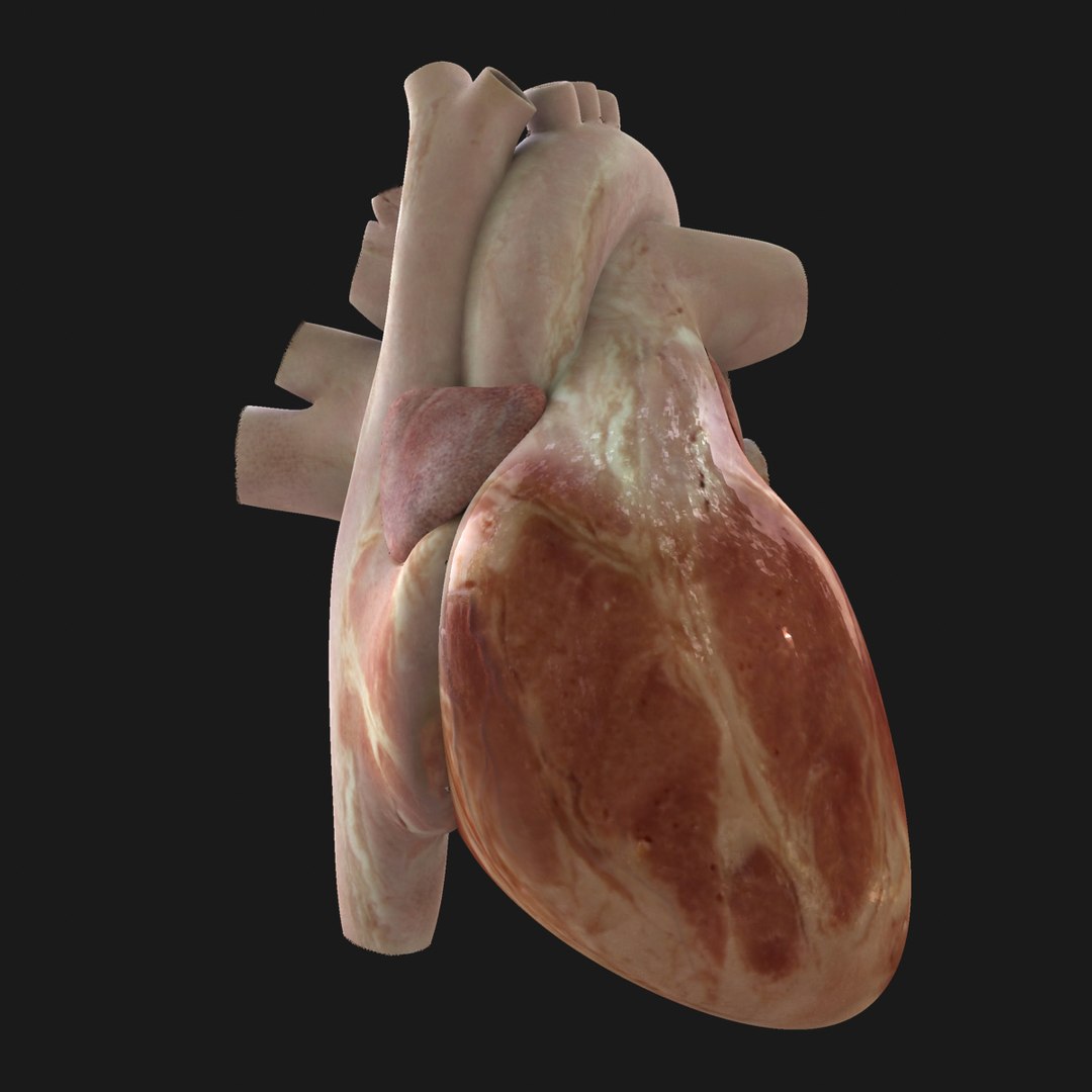 Obj Rigged Human Heart